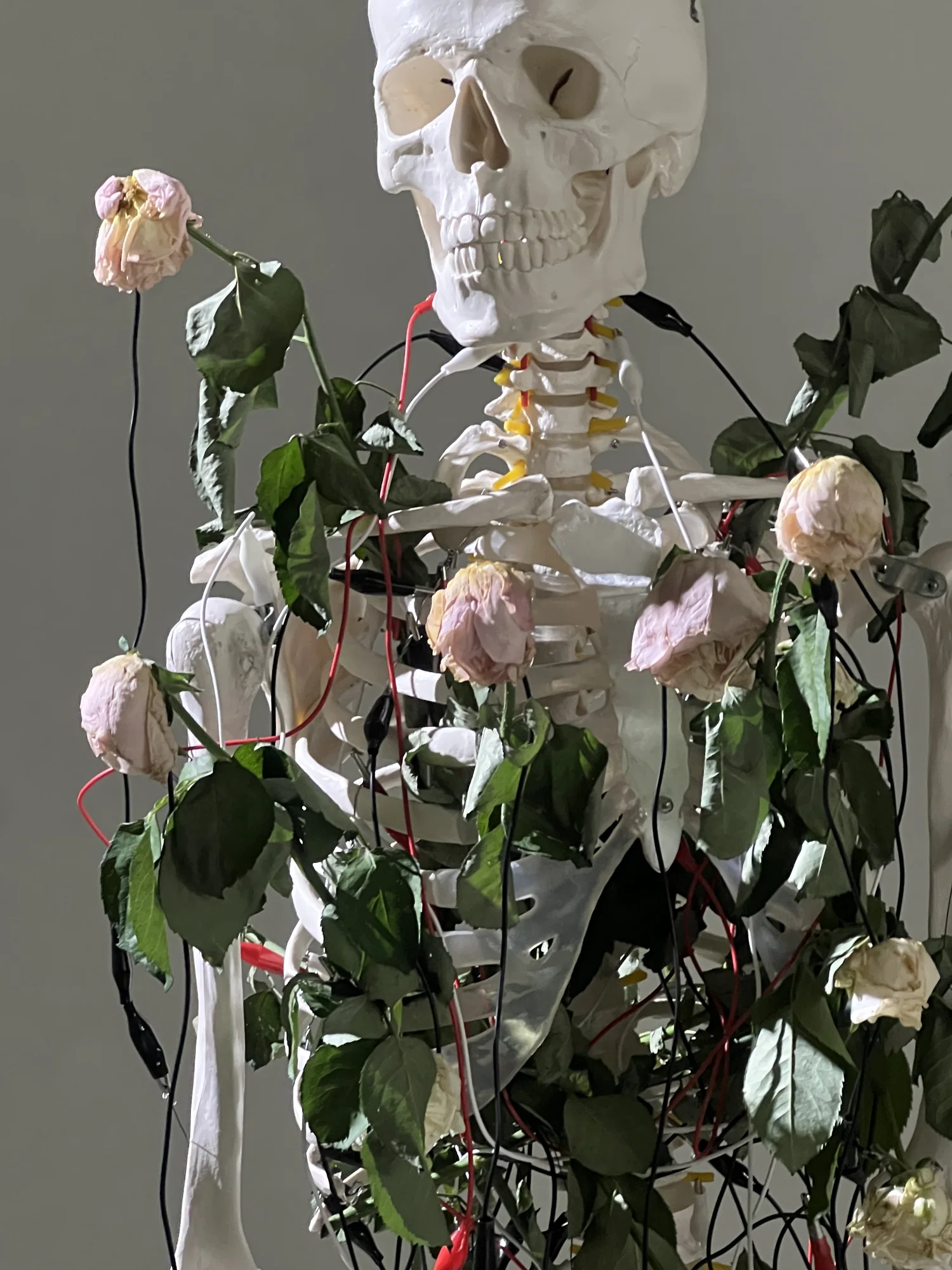 Meta Rose: The Funeral의 해골 모형에 연결된 시든 연한 장미와 말린 잎
