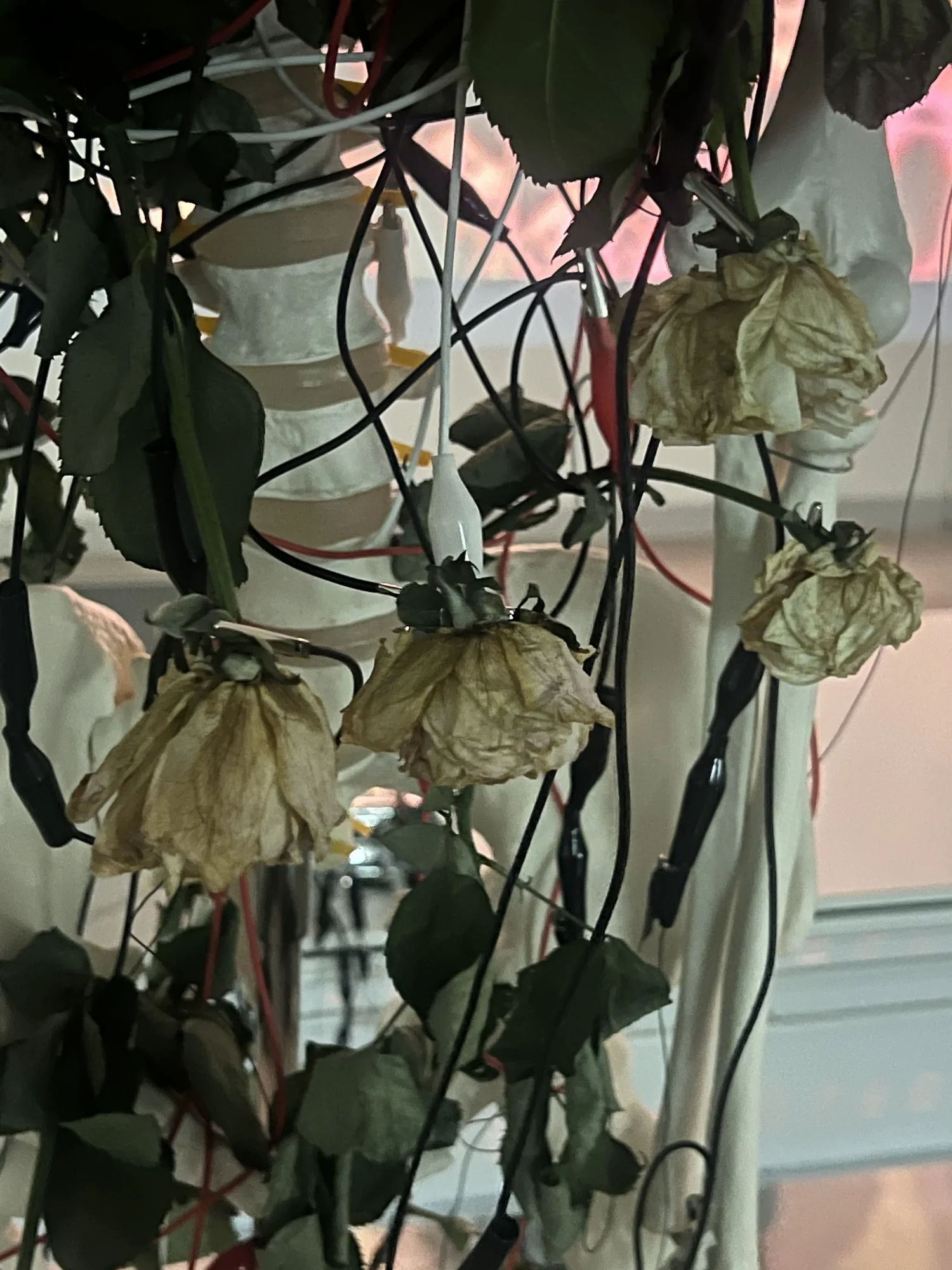 Meta Rose: The Funeral, Installation documentation