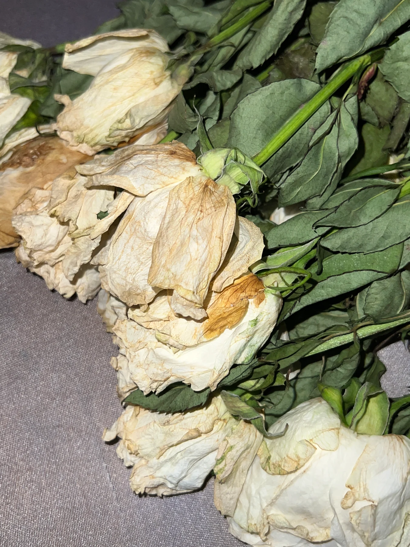 Dried roses from the Melbourne installation, October 2026.