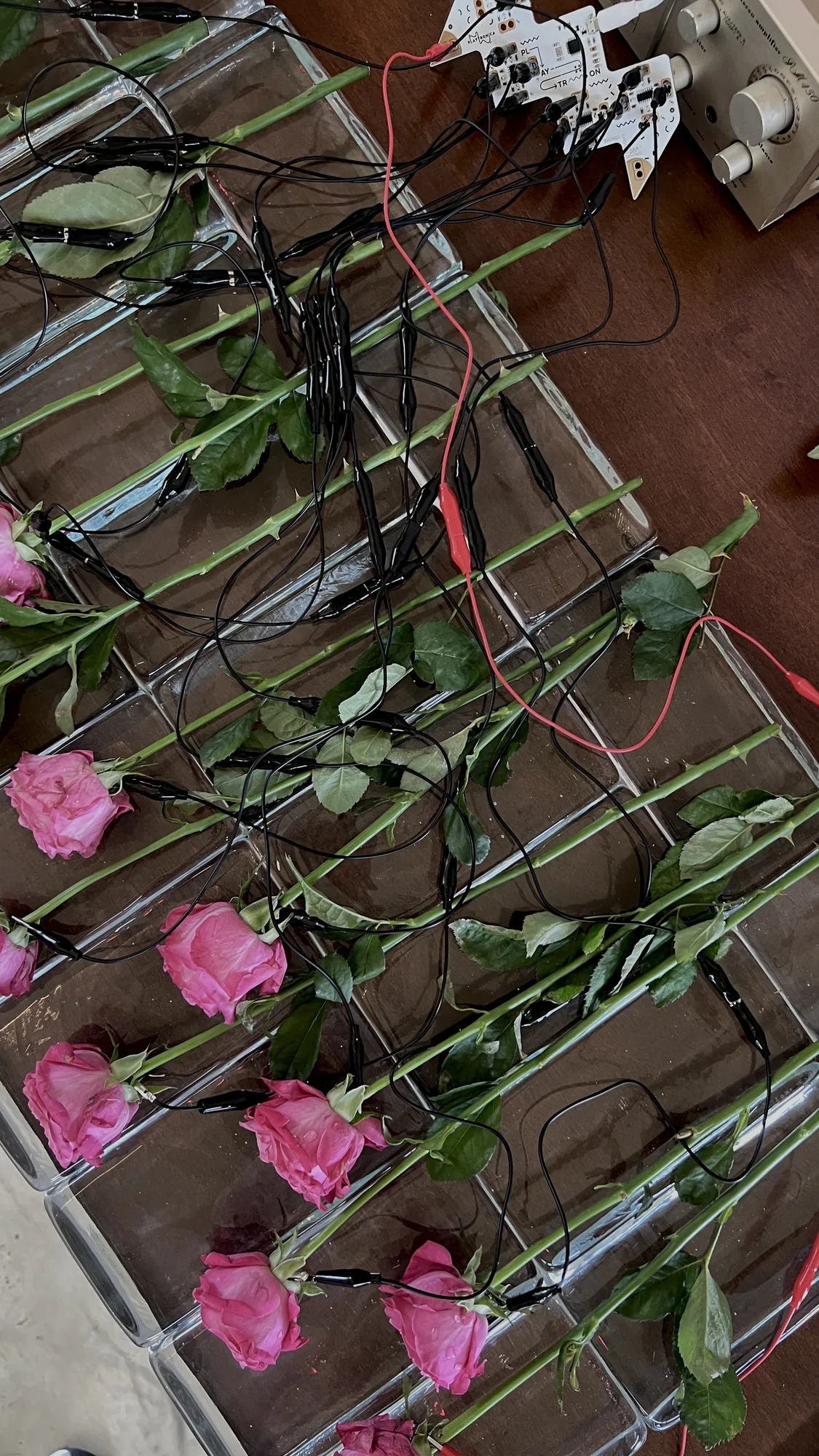 Meta Rose: Mugonggan, Installation documentation