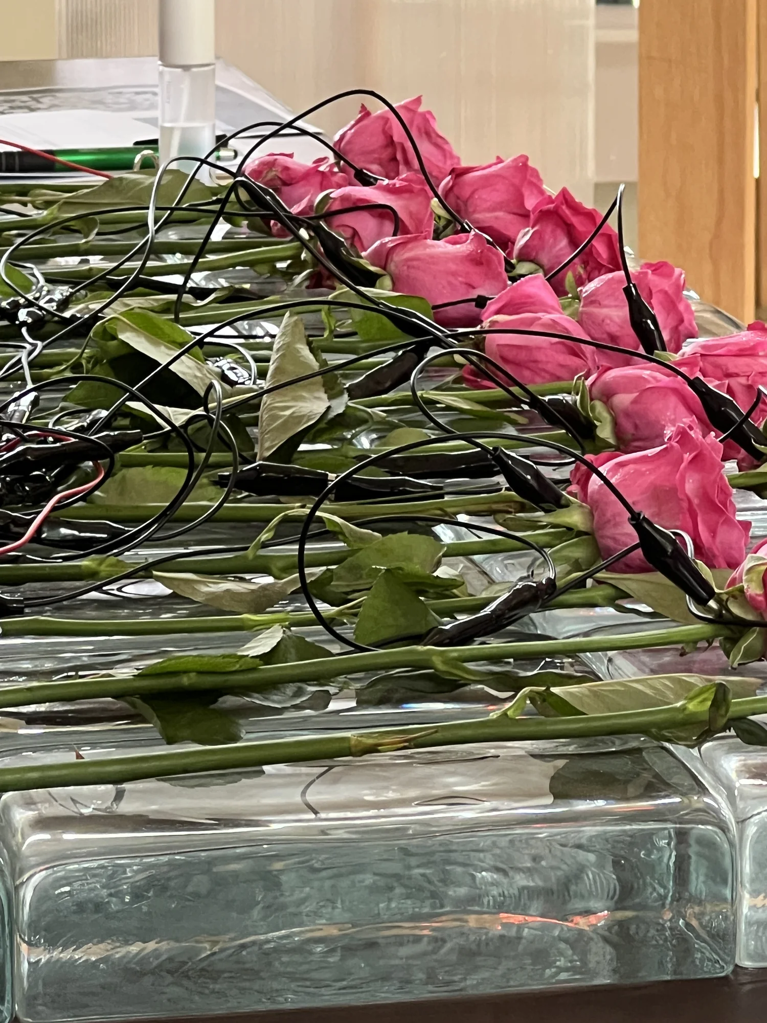 Meta Rose: Mugonggan, Installation documentation