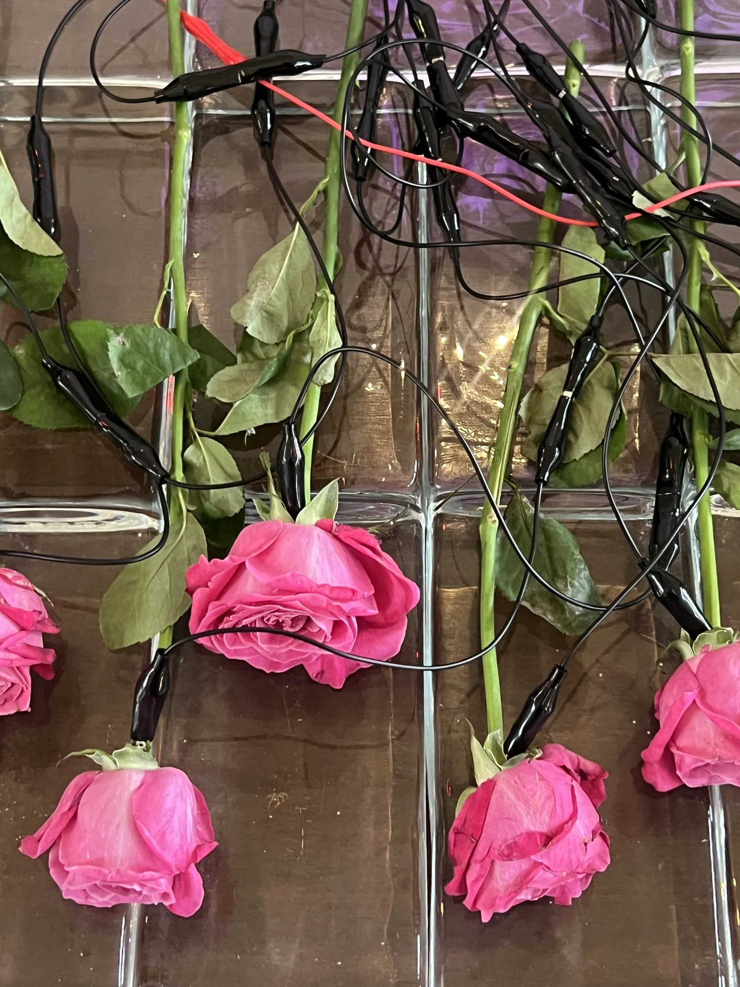 Meta Rose: Mugonggan, Installation documentation