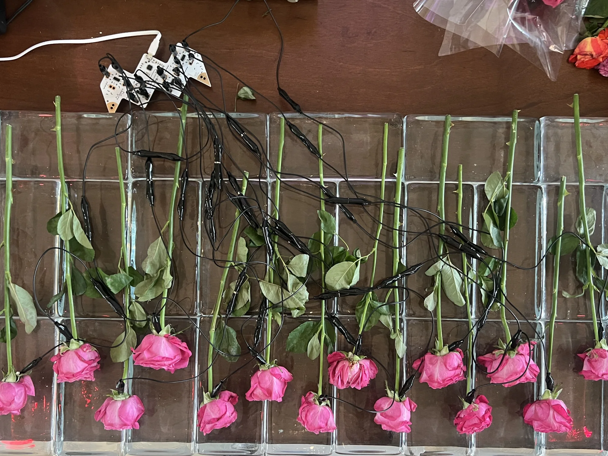 Meta Rose: Mugonggan — Installation view