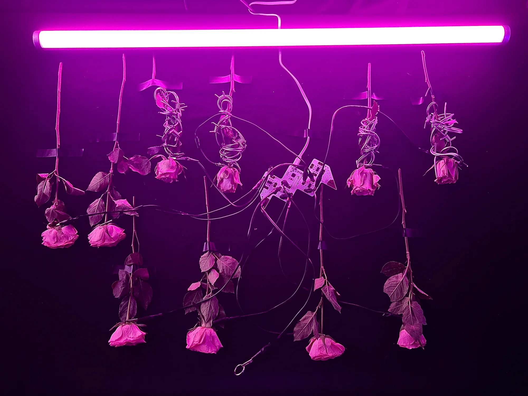 Meta Rose: Origin — Installation documentation